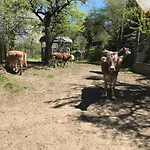 Unterfuchs * Schladming