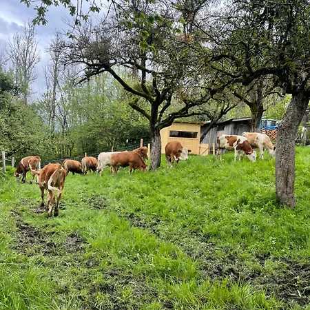 Unterfuchs *