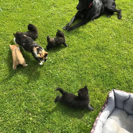 شقة Unterfuchs