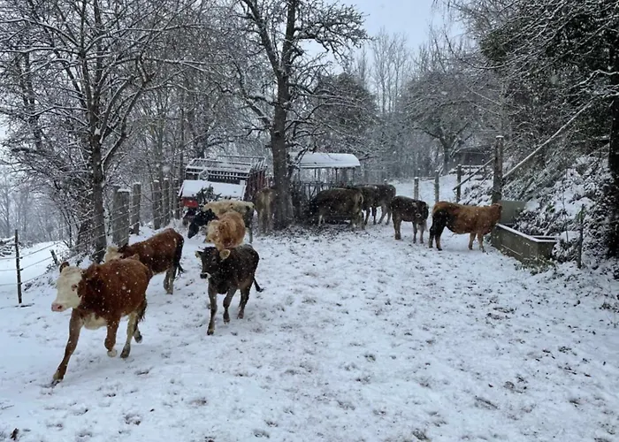 Apartment Unterfuchs *