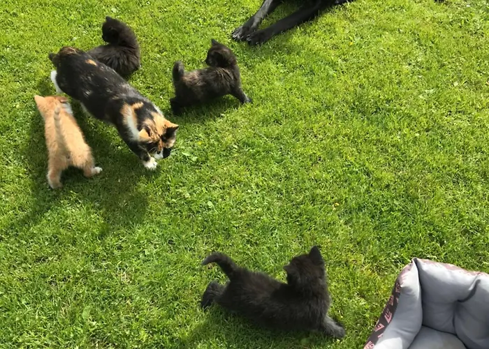 Apartment Unterfuchs